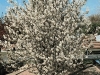 Amelanchier Canadensis